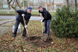 Плюс 25: в сквере Депутатов высадили молодые деревья 