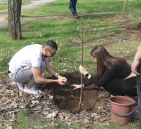 «Зеленый Атомград» - в действии: члены молодежного парламента высадили липы и клены в парке Победы