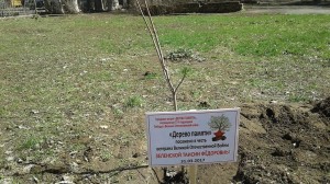 ОКРУГ №5. «Дерево памяти» в честь ветерана