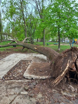 Первый округ    Порядок во дворе дома