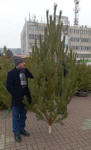 Новогодние елочки от депутата для учреждений 8 округа