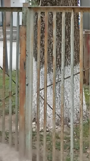 3 округ. "Тополь рос давно..."