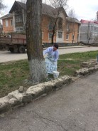 Помощники депутатов побелили деревья в старой части города