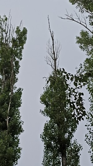 3 округ. 