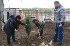В День древонасаждения в Волгодонске высадили почти 3000 зеленых насаждений