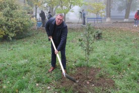 Волгодонские депутаты высадили рябины в День древонасаждений