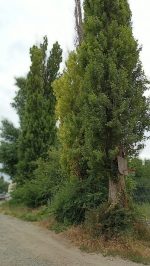 3 округ. "Спилить или омолодить?"