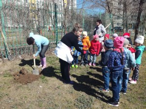 Рябинова аллея появилась в детском саду Гусельки