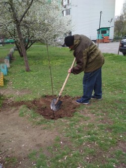 В округе №16 высажены клены