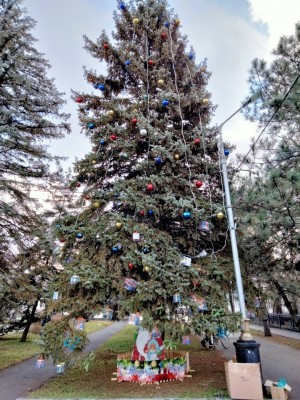 Первый округ   Красавица округа