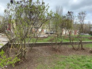 округ 18. Первый субботник в сквере "Казак"