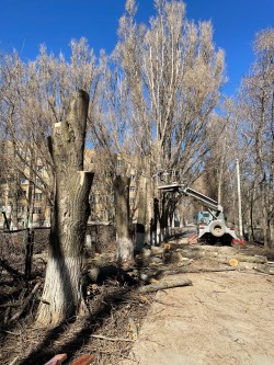 В избирательном округе №8 активно проводится омоложение деревьев и обрезка сухих ветвей