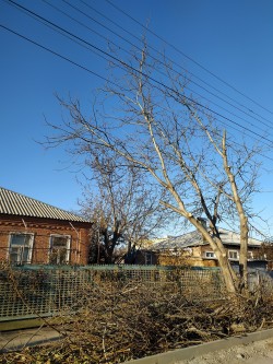 ОКРУГ 5 Опиловка аварийного дерева.