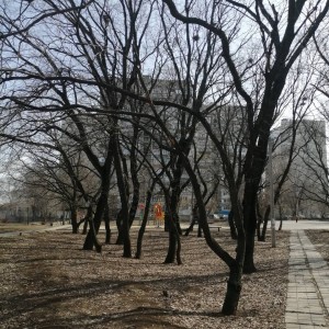 И снова о воронах в 10 округе