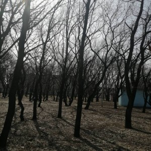 И снова о воронах в 10 округе