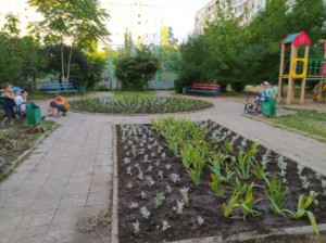В округе №16 высажены клумбы в честь юбилея Нового города