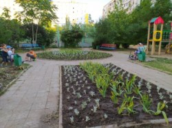 В округе №16 высажены клумбы в честь юбилея Нового города
