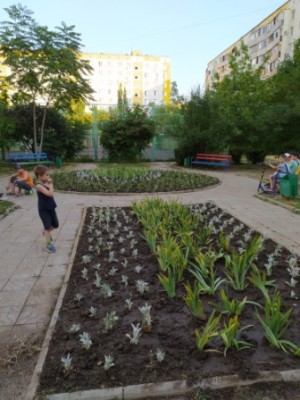 В округе №16 высажены клумбы в честь юбилея Нового города