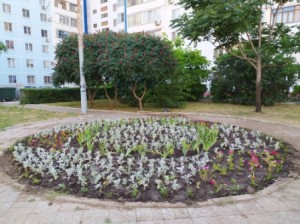 В округе №16 высажены клумбы в честь юбилея Нового города