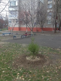 «В лесу родилась елочка…», а живет теперь в округе №8