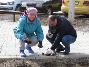Акция «Тюльпаны Победы» в округе № 4: жители вместе с депутатом высадили более двух тысяч цветов