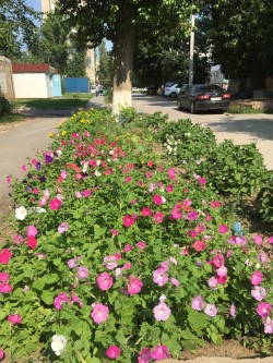 Подарок городу ко Дню рождения