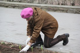 Сотни тюльпанов украсят аллеи парка Победы