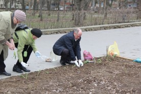 Сотни тюльпанов украсят аллеи парка Победы