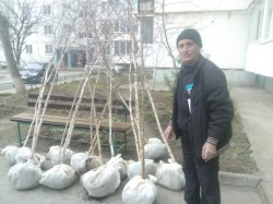 В 20 микрорайон были приобретены деревья 