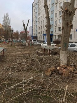 	В избирательном округе №15 выполнили обрезку аварийных деревьев.