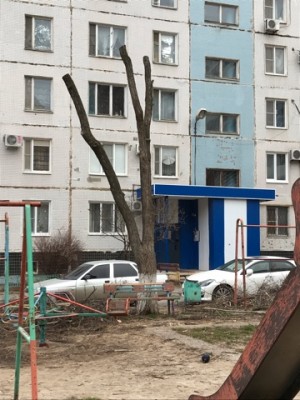 	В избирательном округе №15 выполнили обрезку аварийных деревьев.
