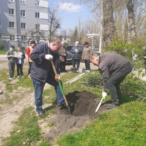 Дерево памяти посадили в округе № 4 в канун Победного Мая