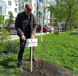 Дерево памяти посадили в округе № 4 в канун Победного Мая
