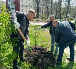 Дерево памяти посадили в округе № 4 в канун Победного Мая